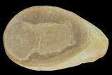 Fossil Jellyfish (Essexella) Pos/Neg - Illinois #120708-2
